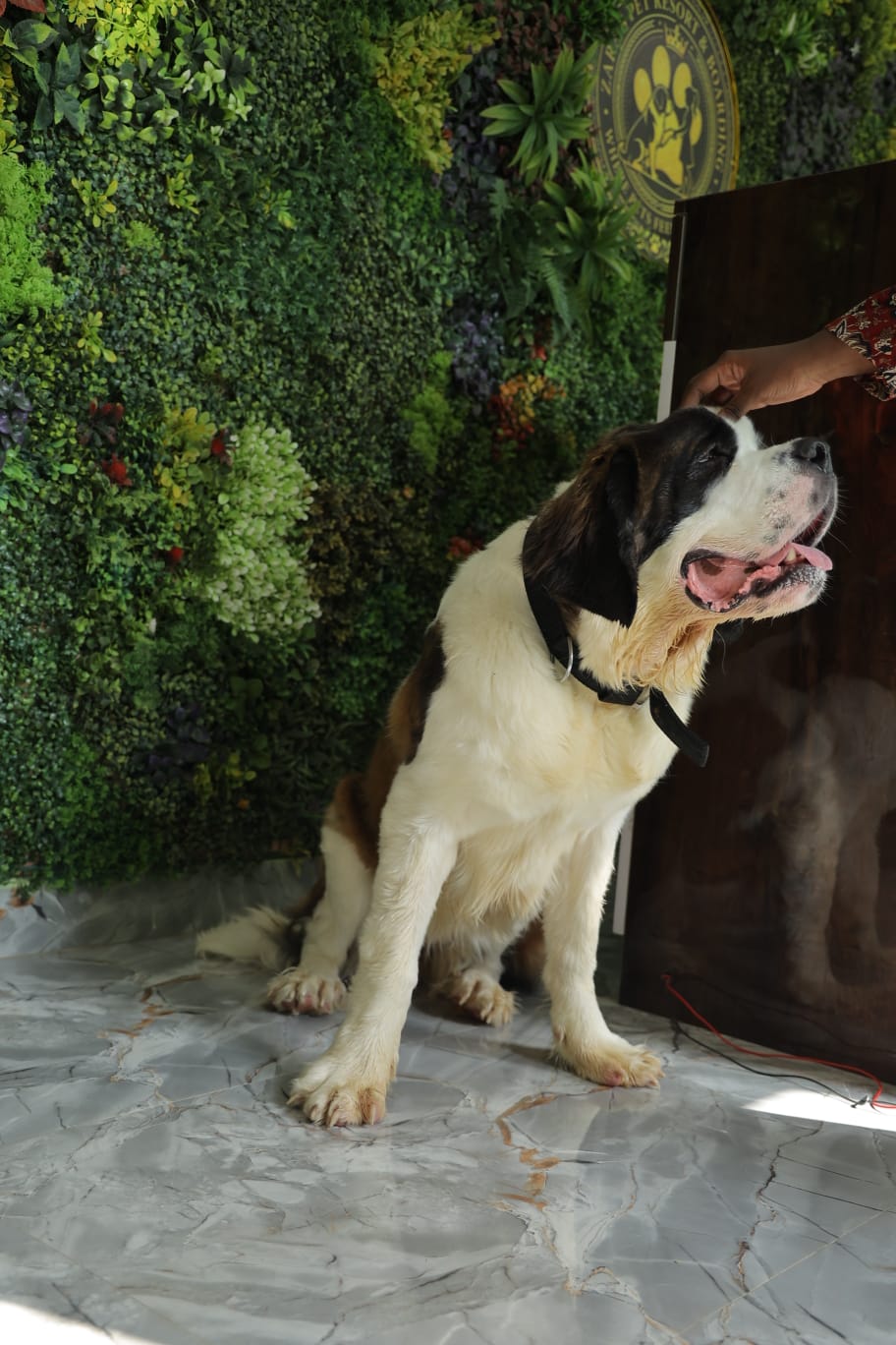 Happy St Bernard at Zaras Pet Resort