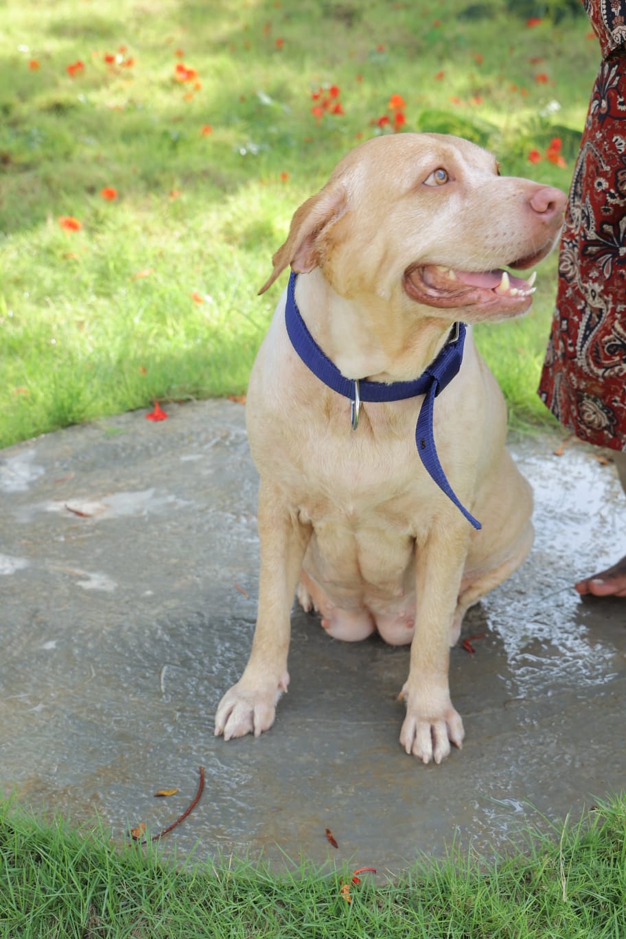 Happy Labrador at Zaras Pet Resort